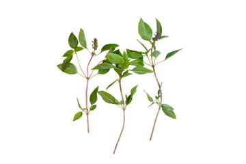 Sweet Basil Leaf with flowers (Ocimum basilicum Linn) 