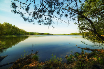 view from the shore of the lake, surrounded by forest. Delicate pink morning sky. top image is bordered by a branch of a coniferous tree. On the banks of the old stones and driftwood. 
