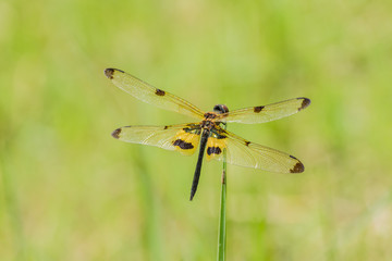 beautiful dragonfly resting on grass in Field