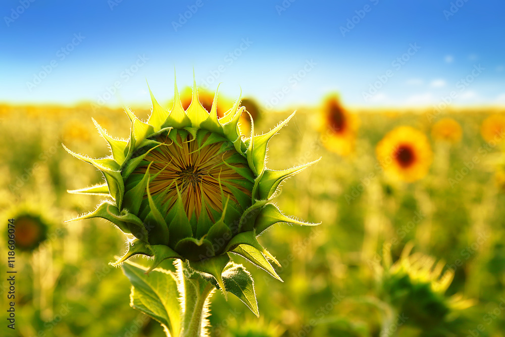 Wall mural beautiful sunflower field