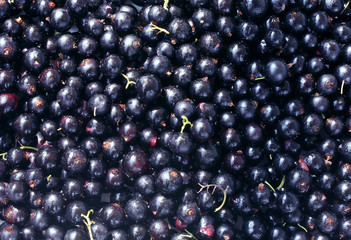 background with black currants