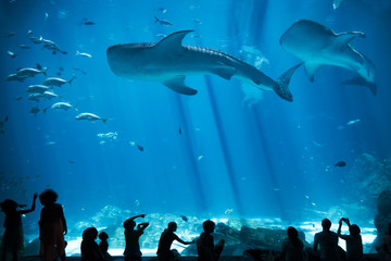Fototapeta premium Sylwetki dzieci w dużym akwarium z rybami i rekinami wielorybimi