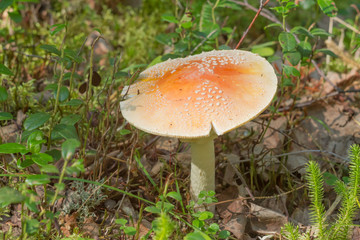some grow amanitas mushroom grow in the moss and cranberries