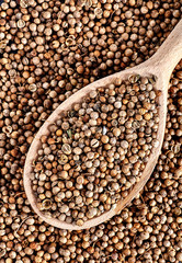 Top view of spoon full dried coriander seeds Coriandrum sativum