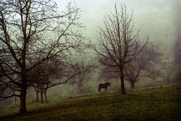Fototapeta na wymiar Einsames Pferd an einem kalten und düsteren Novembertag.