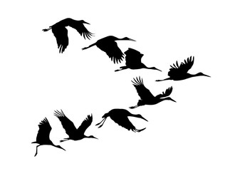 Fototapeta premium Storks flock. Vector silhouette