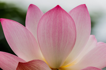 Fototapeta na wymiar blossom lotus flower focus on flower