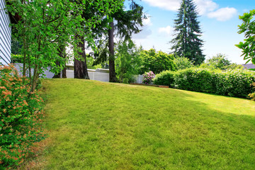 Obraz premium Backyard well kept lawn, nicely trimmed grass and bushes