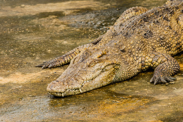 Crocodiles Resting In A Crocodiles Farm