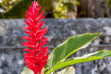Alpinia
Alpinia ou Galanga d'Inde ou gingembre rouge.