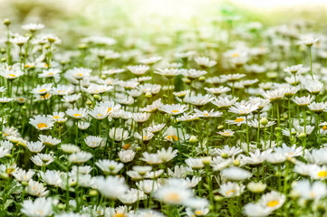 Blooming chamomile field