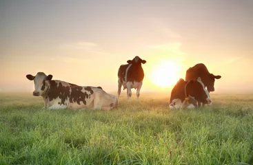 Aluminium Prints Cow few cows on relaxed on pasture during sunrise