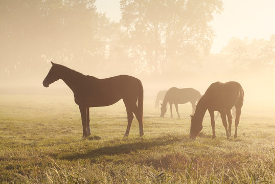 few horses grazing om pasture during foggy sunrise