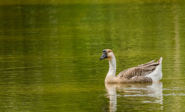 Grey Goose swimming in a large pond.