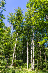 Fototapeta premium gespensterwald
