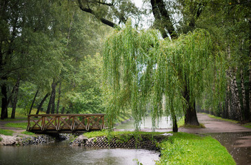 Forest landscape with a willow in the rain