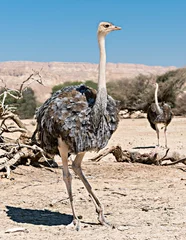 Papier Peint photo Lavable Autruche Young African ostrich (Struthio camelus) with young chicks in nature reserve park, 35 km north of Eilat, Israel