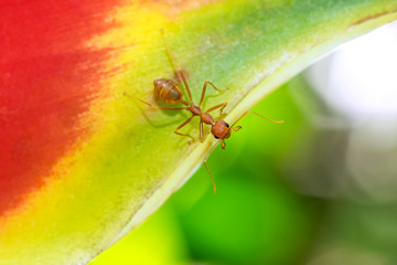 Ant and Heliconia flowers in thailand