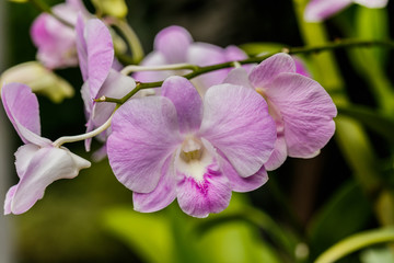 Fototapeta na wymiar Pink streaked orchid flower