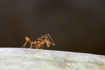  ant carrying an another ant