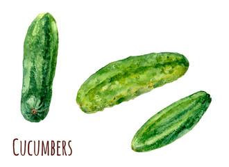Set of green cucumbers on white background, watercolor botanical painting, vintage