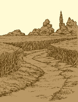 Vector summer landscape. A dirt path through fields of wheat