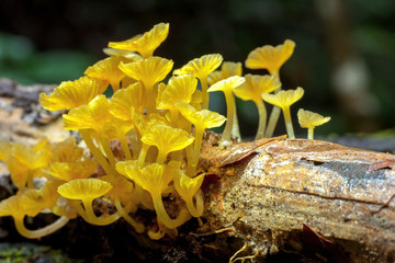 fungus on stump in forest