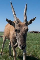 Eland in Askania Nova.