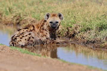 Spotted hyena have a bath in the nature habitat, carnivore, african scavengers, wild africa