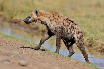 Naklejka na ściany i meble Spotted hyena have a bath in the nature habitat, carnivore, african scavengers, wild africa