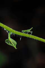 Beautiful insects on a leaf close-up