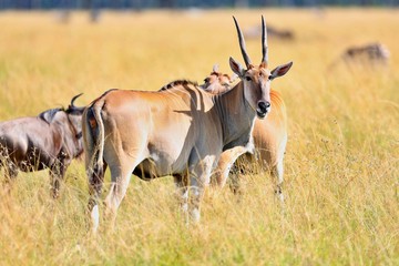 Common eland antilope in the nature habitat, wild africa, african wildlife, this is africa