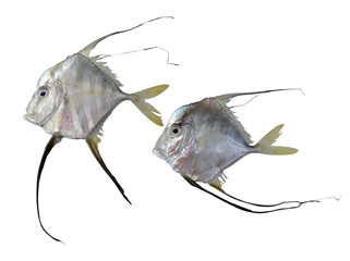 Beautiful deep sea zone fish on white background,longfin travally fish,tropical scad fish 