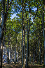 Obraz premium gespensterwald nienhagen