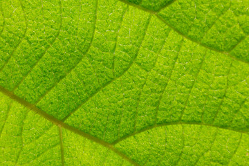 kiwi green leaf close-up