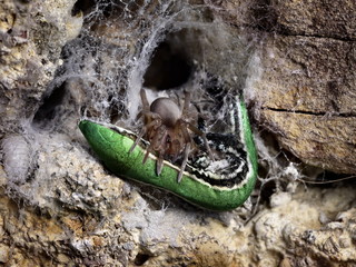spider killing lizard during hunting
