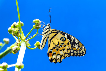Lemon Butterfly (Papilio demoleus)