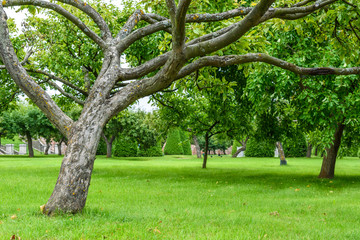 tree on a background of green lawn and other trees in the Park