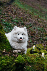 White dog stands among the stones covered with green moss
