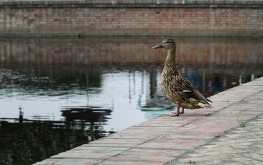 duck stands on shore near the city pond and looks into the distance