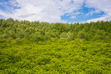  Beautiful mangrove forest with sky and cloud background