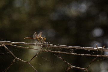 libellule sur fil de fer 