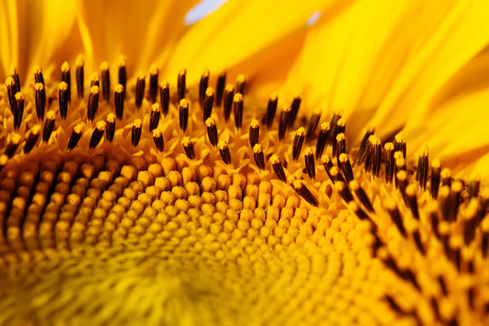 Sunflower pattern macro view. Shallow depth of field, selective focus image
