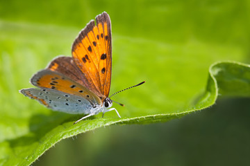 Blue orange gossamer-winged butterfly. Polyommatus icarus on green leaf background, macro view