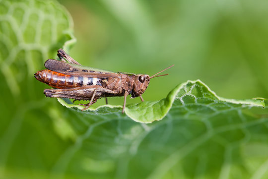 Grasshopper on a green leaf. insect macro view, shallow depth of field, horizontal