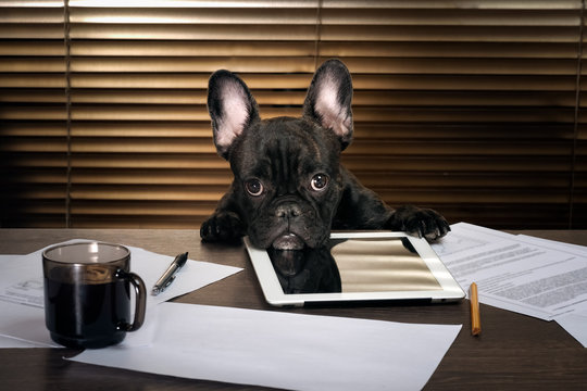 The Dog In The Office Behind A Desk. Cabinet, Tablet, Paper And Cup Of Coffee. Bulldog - Boss At The Table. The Concept  Business, Pet, Head  The Company, The