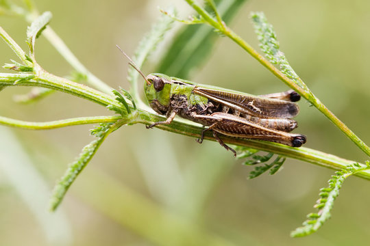 Green grasshopper on a herb. insect macro view, shallow depth of field, horizontal