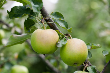 Two green apples on a tree branch, autumn orchard landscape. macro view, soft focus