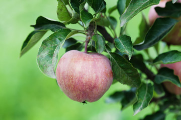 Red apple on tree branch, natural farmers food concept. green background, soft focus.