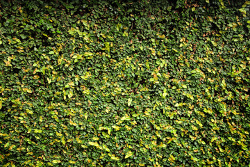 Leaves hedge texture